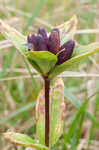 Bottle gentian